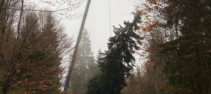 Christbaum für Wien