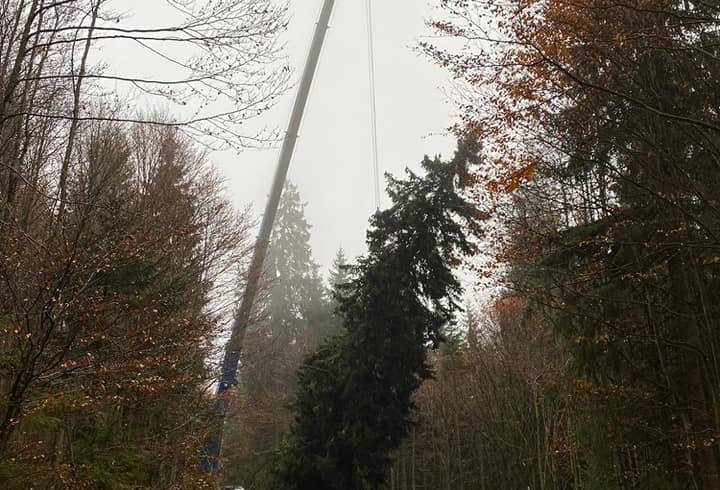 Christbaum für Wien