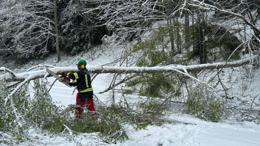 Sturmschaden Holzschlag